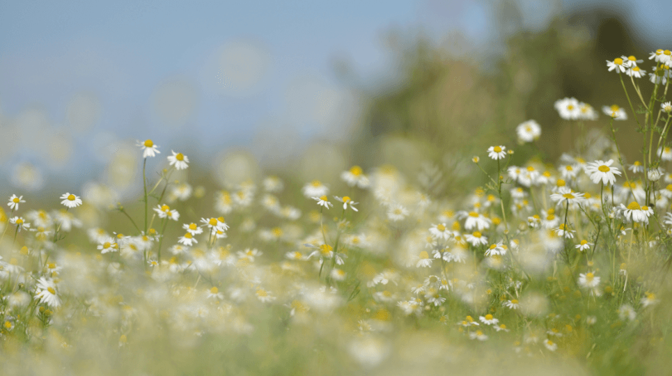 Inheritance tax planning